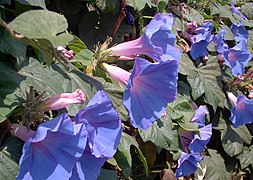 Ipomoea tricolor (Mexican Morning Glory)