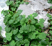 Veronica ranunculina (Synthyris ranunculina)