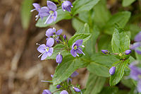 Veronica stelleri var. longistyla