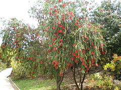 Callistemon viminalis (Bottlebrush)