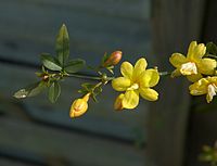 Jasminum mesnyi