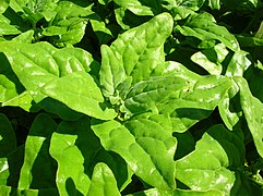 New Zealand Spinach (Tetragonia tetragonioides)