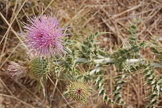 New Mexico thistle