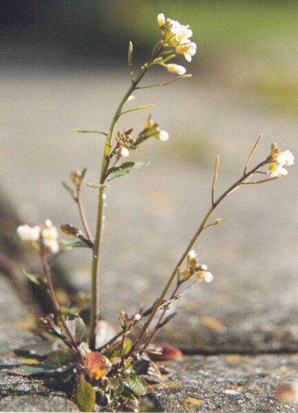 File:Arabidopsis thaliana.jpg