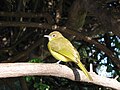 Chlorocichla flaviventris (cat.)