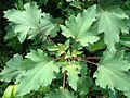 Xanthium strumarium