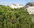 Parque Nacional de Doñana, Matalascanas, Andalusia, Spain