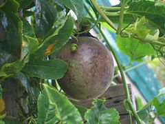 Passionfruit (Passiflora)