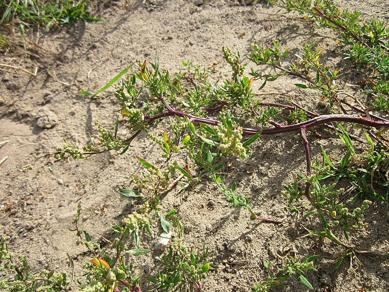 File:20120731Chenopodium album4.jpg