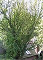 Iepziekte op goudiep (Ophiostoma ulmi on Ulmus x hollandica 'Wredei') (6 September 2006)