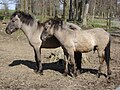 Zwei rückgezüchtete Tarpane im Tierpark Stadt Haag, Österreich.