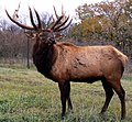 Bull elk of Rocky Mountains subspecies nelsoni