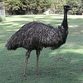 Emu