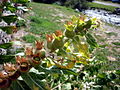 A Montgarri (Val d'Aran - Catalunya)