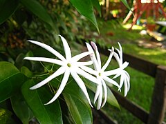 Jasminum laurifolium (Angel Wing Jasmine) all jasmines can also be grown as a shrub