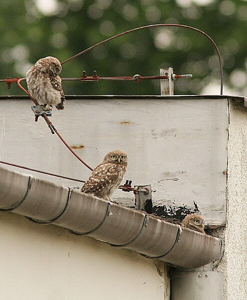 File:Athene noctua AM pojdzka3.jpg