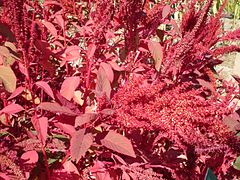 Red Amaranth Leaves (Amaranthus cruentus)