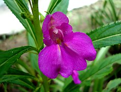 Impatiens balsamina (Spotted Snapweed)