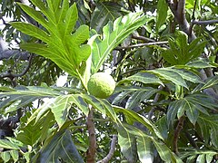 Breadfruit (Artocarpus altilis)