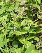 Veronica urticifolia