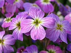 Malcolmia maritima (Virginia Stock)