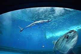 A shortfin mako shark swimming in a tank with a sunfish.jpg