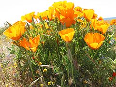 Eschscholzia californica (California Poppy)