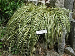 Carex hachijoensis (Sedge Grass 'Evergold')