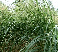 Panicum virgatum (Switch Grass)