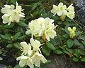 Rhododendron aureum Georgi キバナシャクナゲ