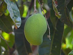 Mangoes (Mangifera)