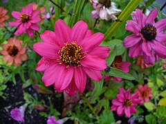 Zinnia