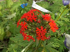 Lychnis (Arkwright's Campion)