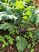 Gai lan (Brassica oleracea var. alboglabra)