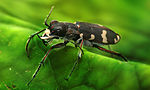 Thumbnail for File:Cicindela hybrida Richard Bartz.jpg