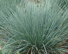 Helictotrichon sempervirens (Blue Oat Grass)