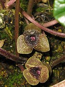 Asarum senkakuinsulare