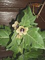 Hyoscyamus niger flowers