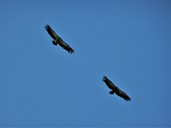 Patrouille de l'air.jpg