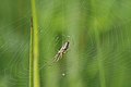 Tetragnatha extensa