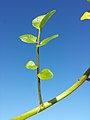 Stem with leaves