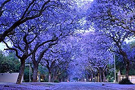 Jacaranda