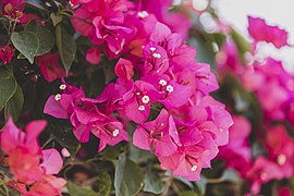 Bougainvillea can also be grown as a shrub