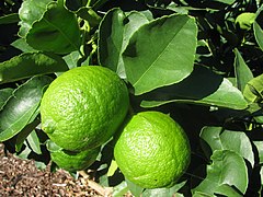 Persian Limes (Citrus × latifolia)