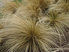 Nassella tenuissima (Mexican Feather Grass)