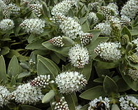 Veronica albicans (Hebe albicans)