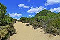 Parque Nacional de Doñana, Andalusia, Spain