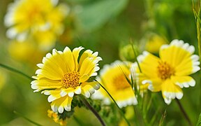 Layia platyglossa (Coastal Tidytips)