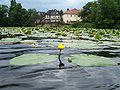 Schwimmblatt­gesellschaft (Foto, Nuphar lutea) am Grüner Wehr