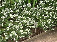 Veronica elliptica (Hebe elliptica)